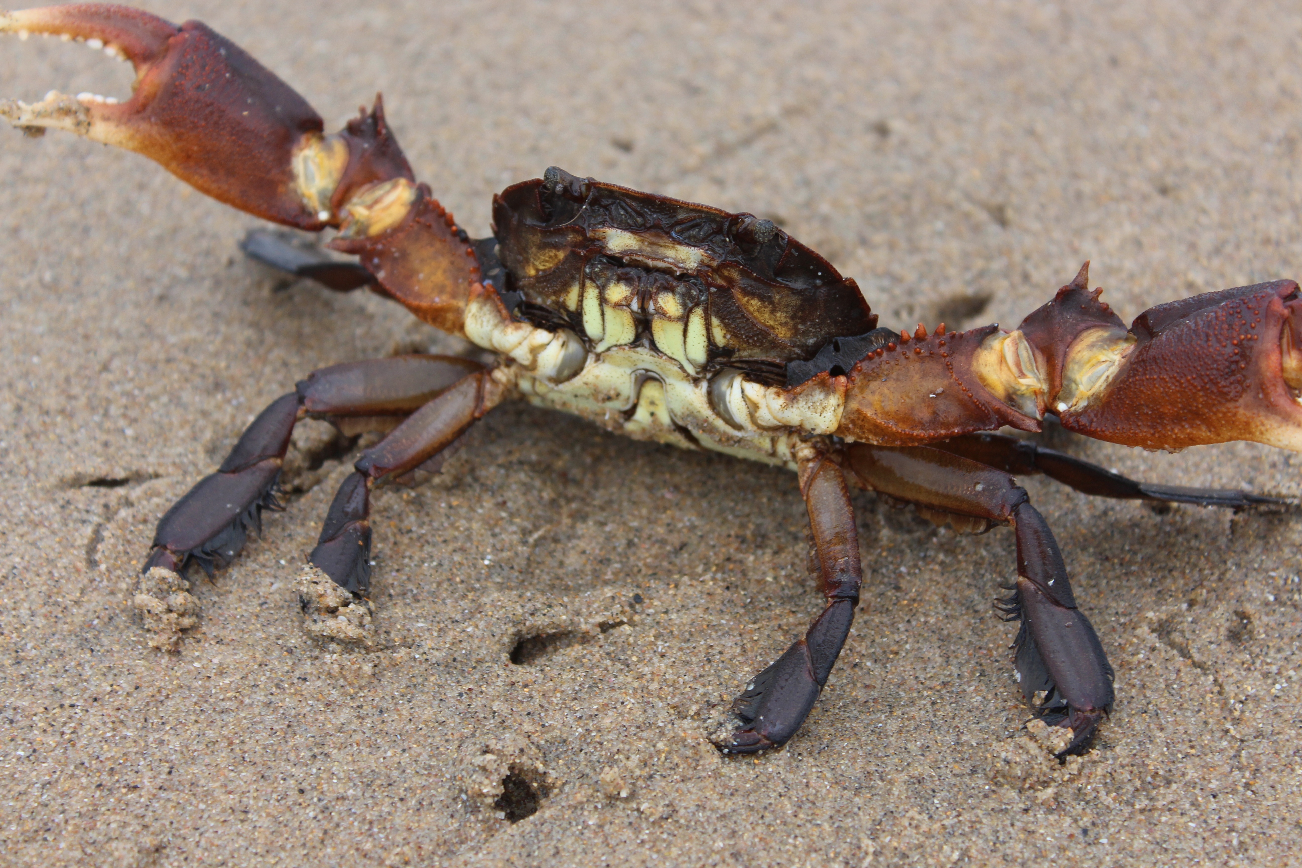 海边十种最常见的螃蟹图片