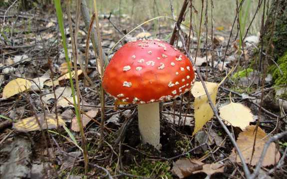 大地红色毒蘑菇图片
