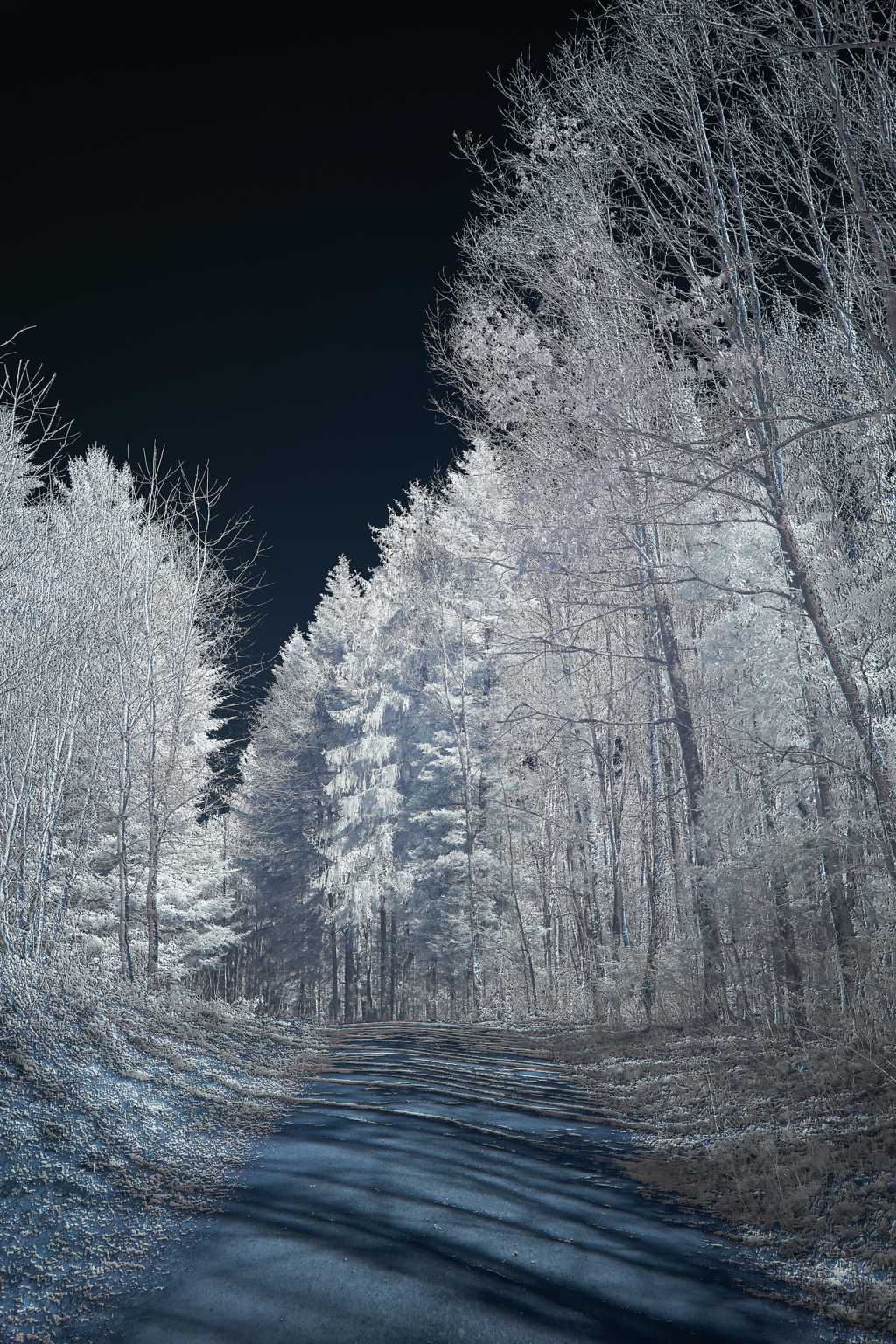 冬天森林雾凇光景图片