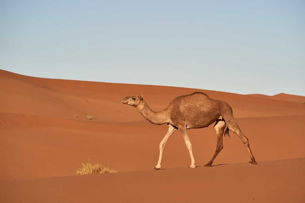 大漠里的骆驼图片
