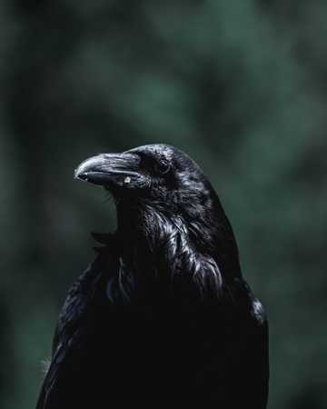 呆萌的黑色乌鸦图片