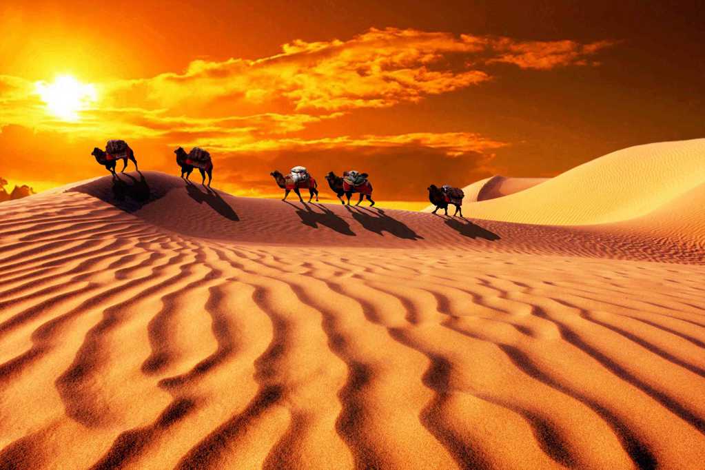 日落下的大漠骆驼图片