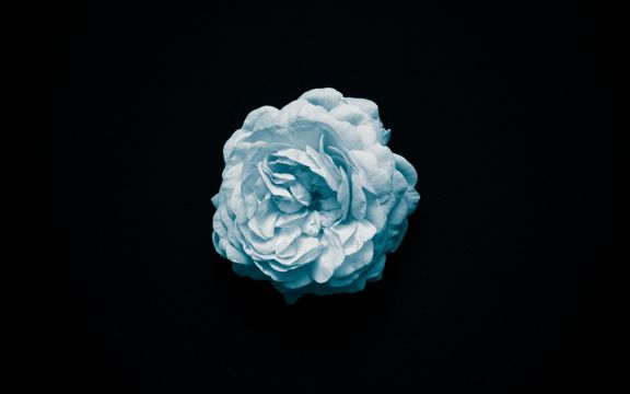 白色玫瑰高清图片