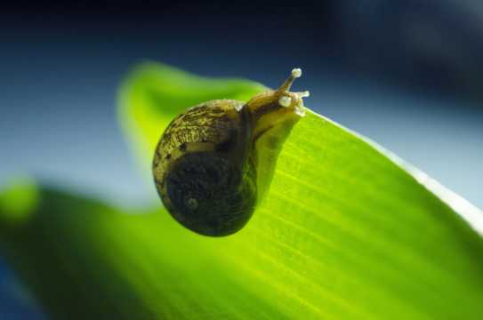 绿叶上的小蜗牛图片