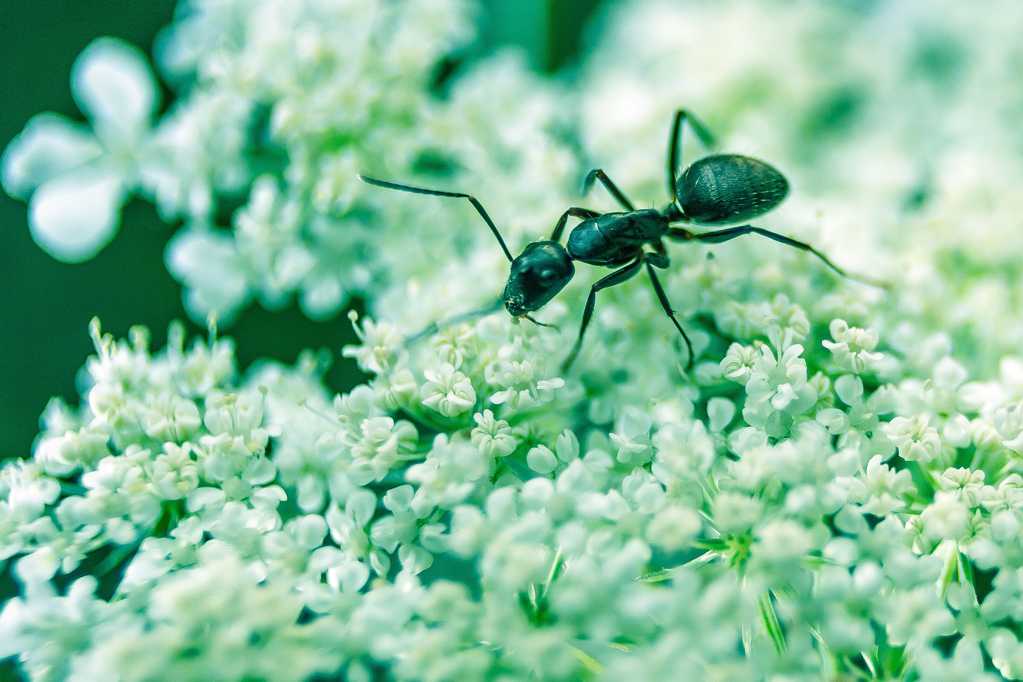 小花上的黑蚂蚁