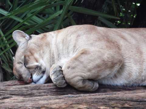 睡觉的母狮子图片