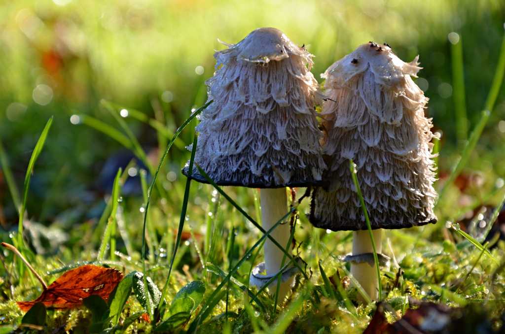海绵蘑菇图片