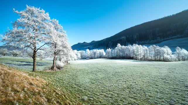 唯美冬日树木景致图片