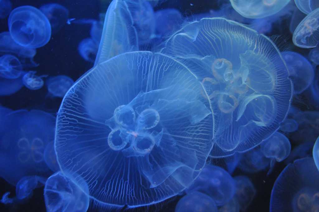海洋里的水母图片