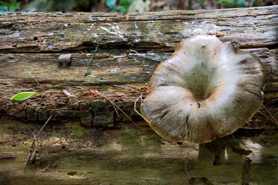 一朵蘑菇图片