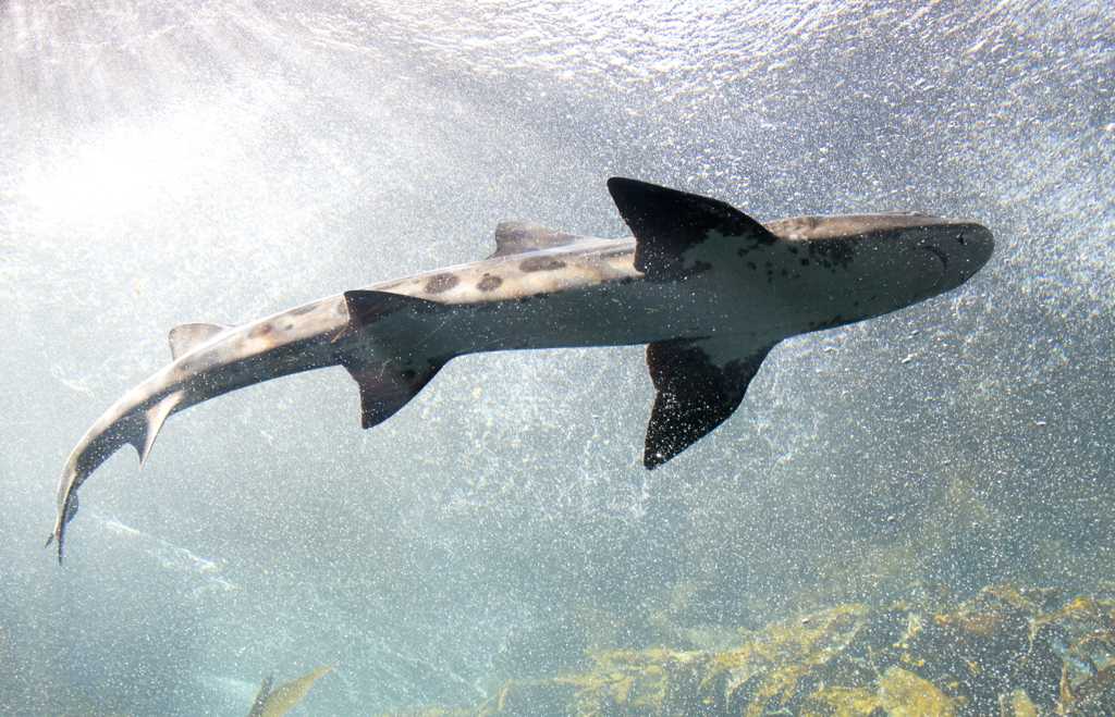 海里的长尾鲨图片