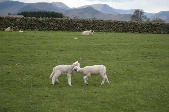 草场牧区小羊羔图片