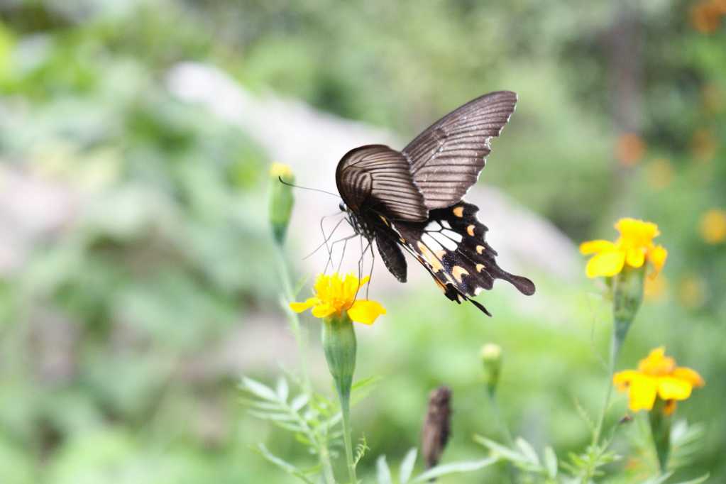 授粉的燕尾蝴蝶图片