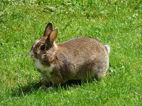 绿色草坪上的兔子图片