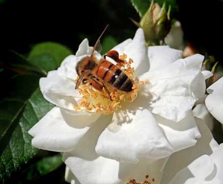 白玫瑰上的蜜蜂图片