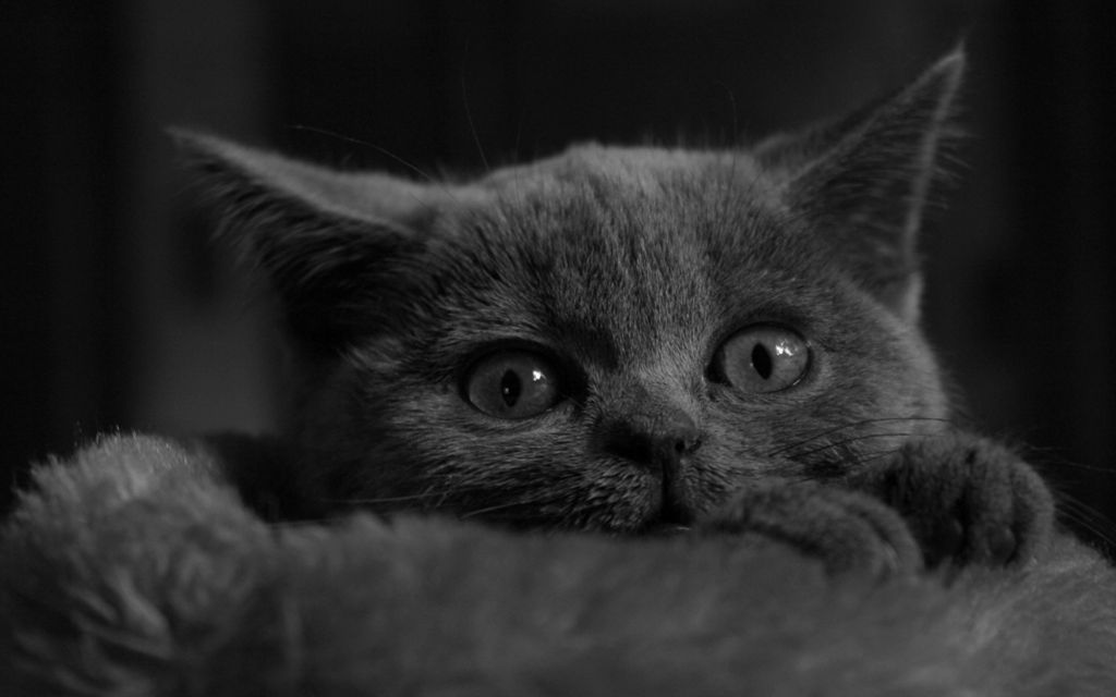 黑色小猫图片