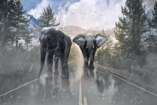 公路上的大象图片