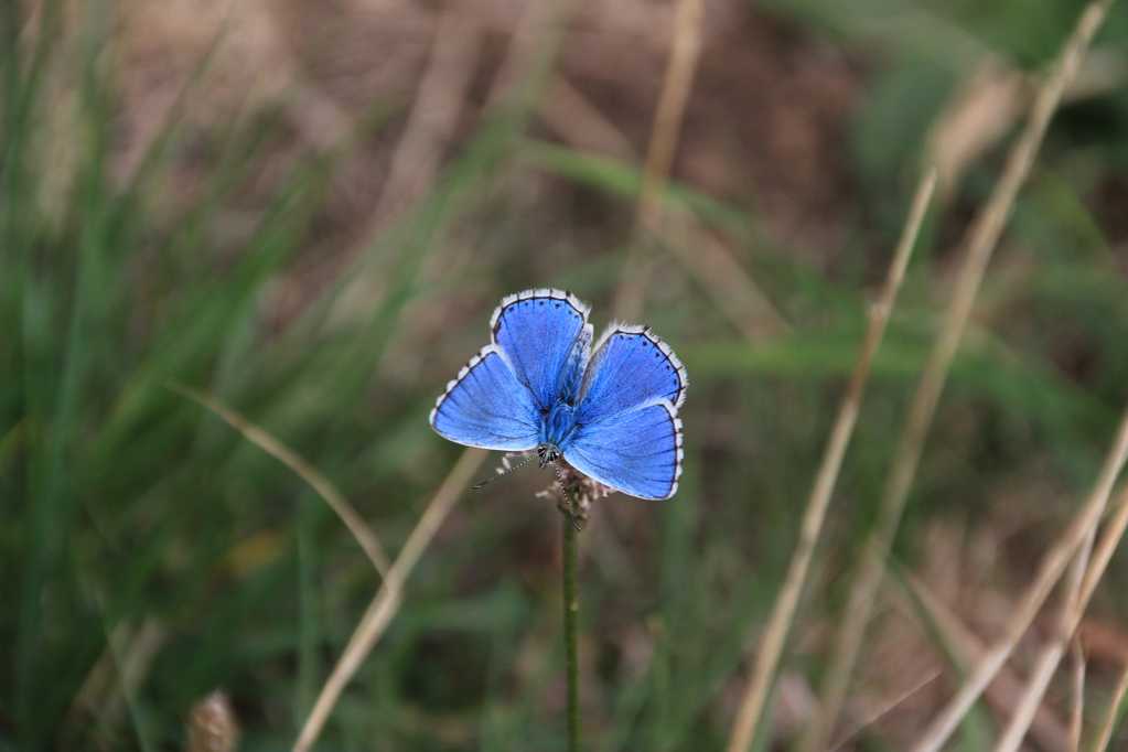 好看的蓝色蝴蝶图片