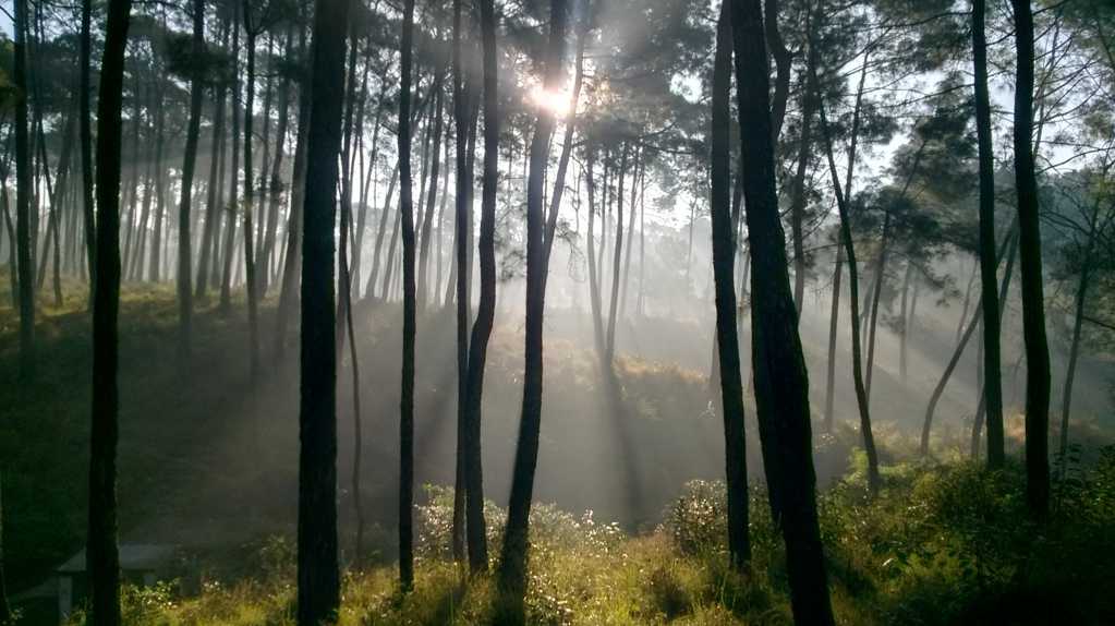 晨雾下的树林图片