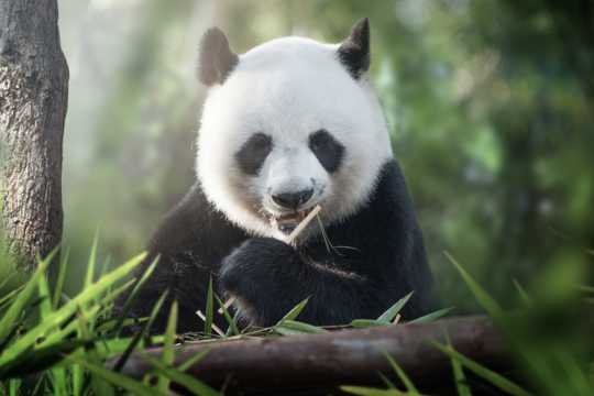可人的大熊猫图片