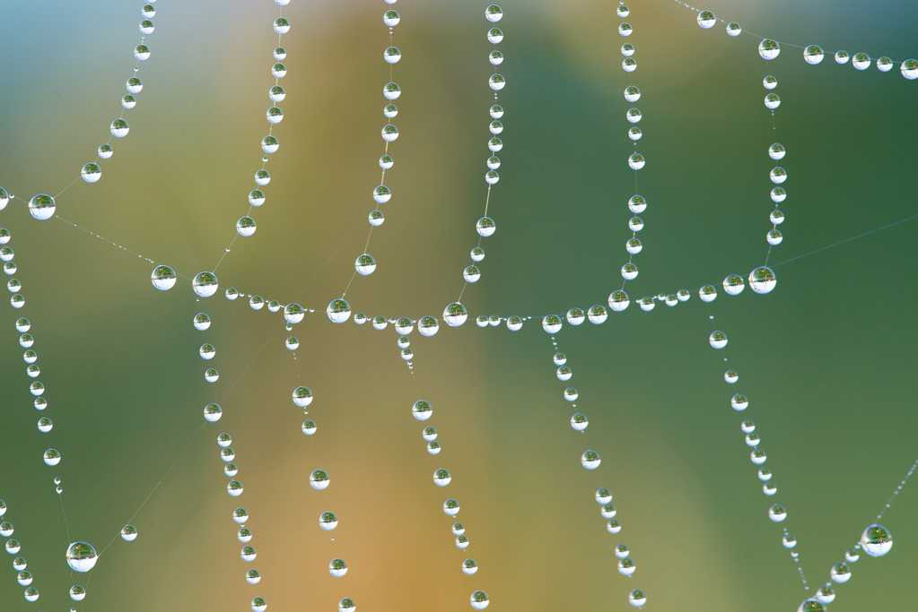 露珠串蜘蛛网图片