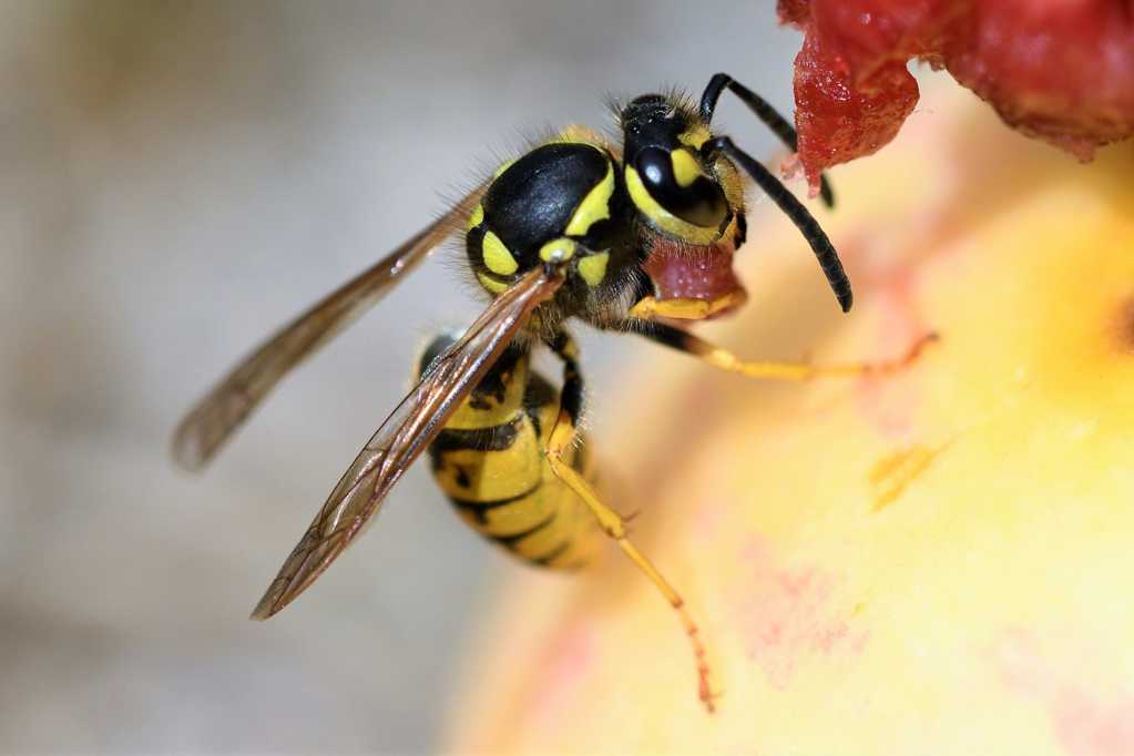 采蜜的黄蜂图片