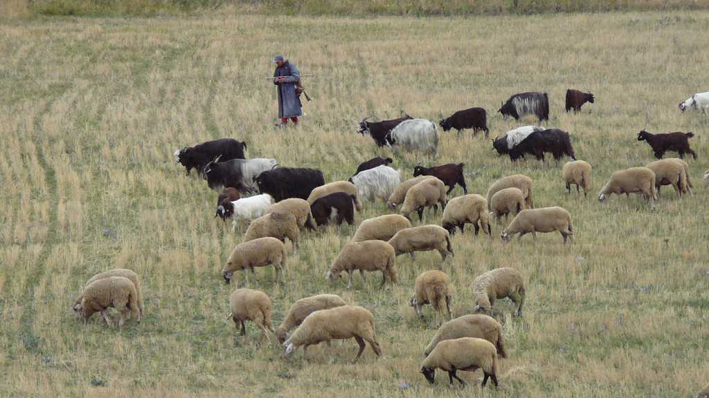 原野牧羊群图片