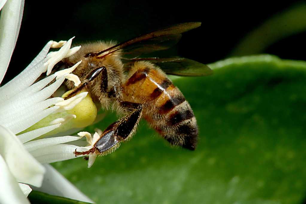 采蜜的大蜜蜂图片