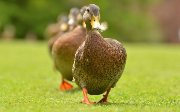 草地上的鸭子图片