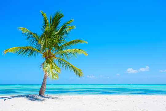 海岛椰树自然风光图片