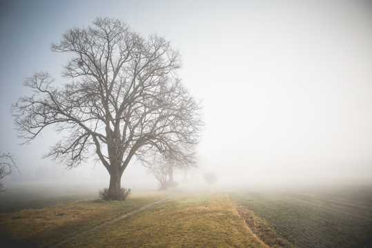云雾下的大树图片