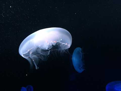 海底发着蓝光的水母图片