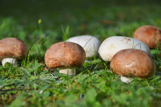 丛林里的蘑菇图片