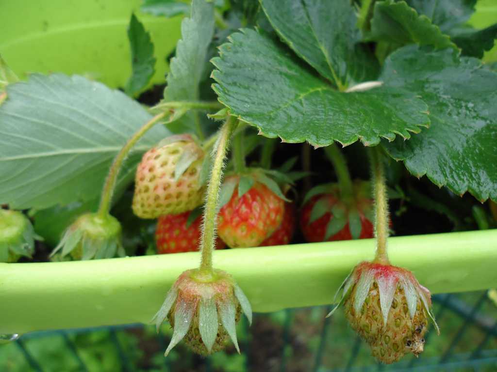 草莓园里的草莓图片