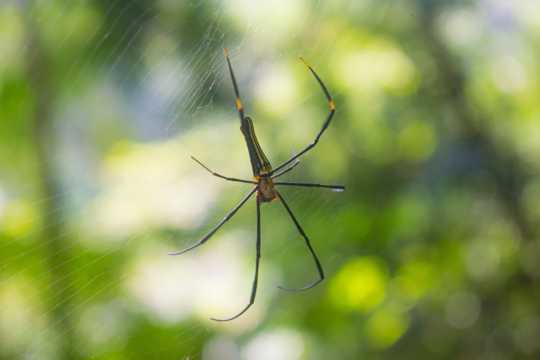 丛林蜘蛛织网图片