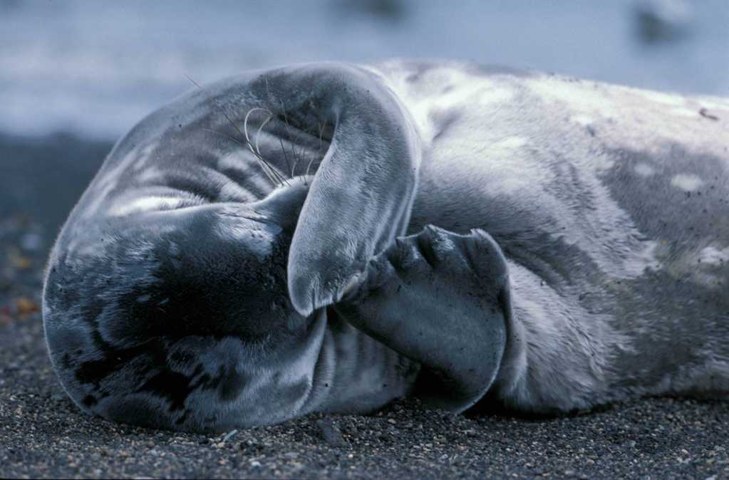 可人灰色海豹图片