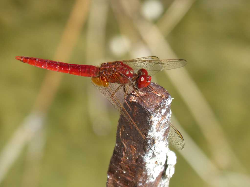 高清红蜻蜓拍摄图片