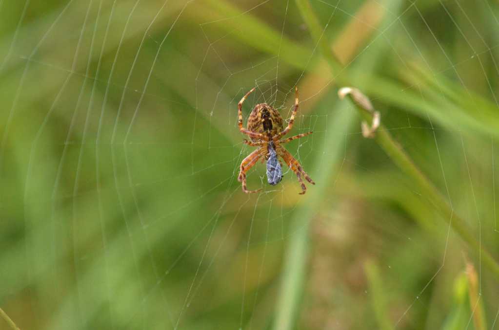 蜘蛛网上的大蜘蛛图片
