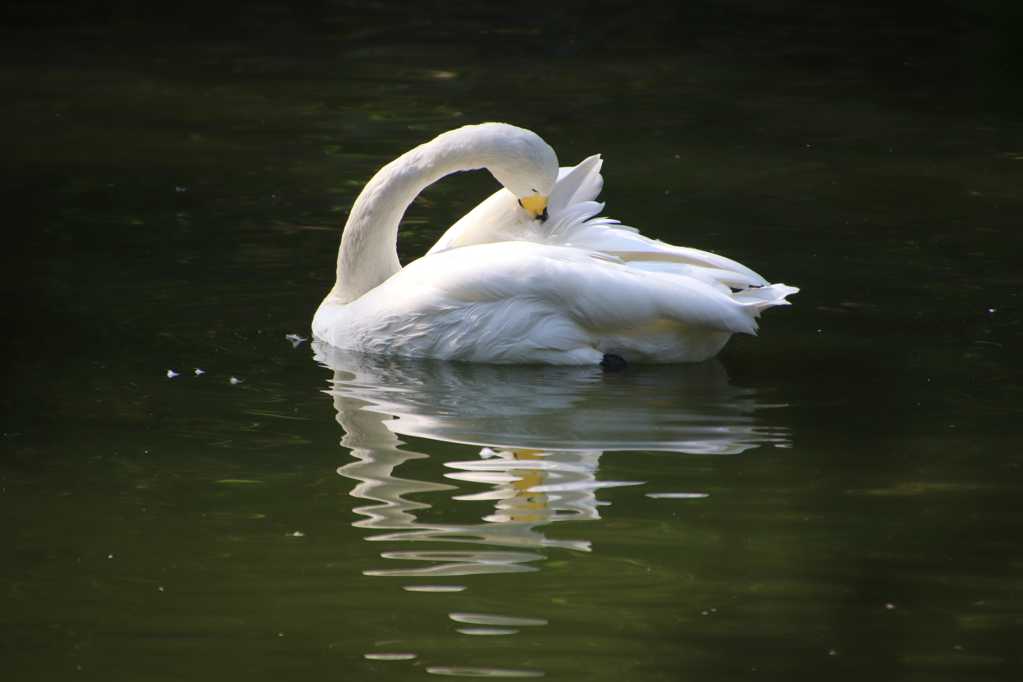 湖面整理羽毛的白鹅图片