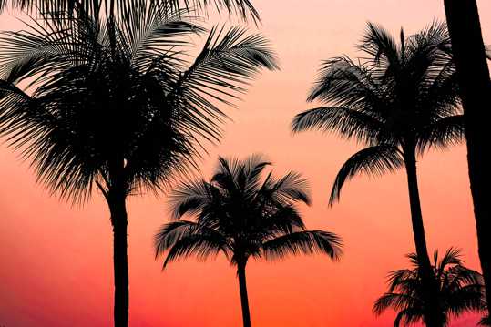 夕照下的棕榈树图片