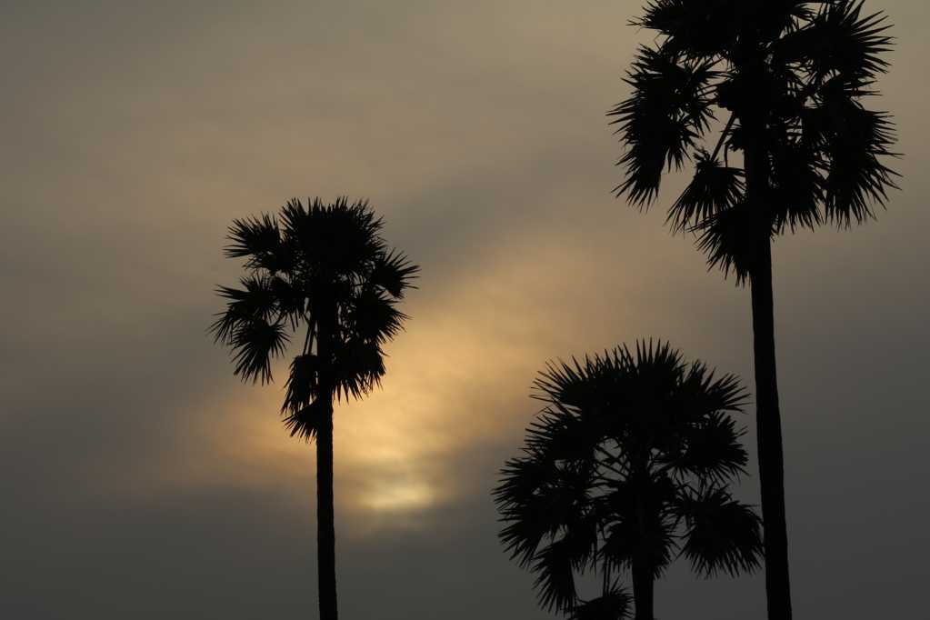 朝阳下的棕榈树剪影图片