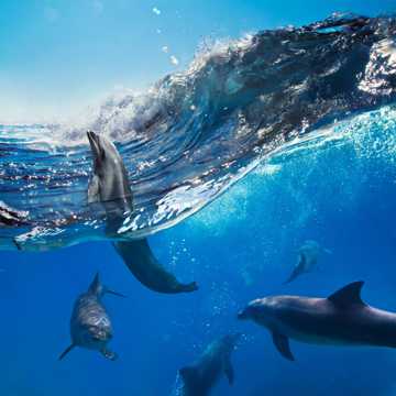 戏水的海豚图片