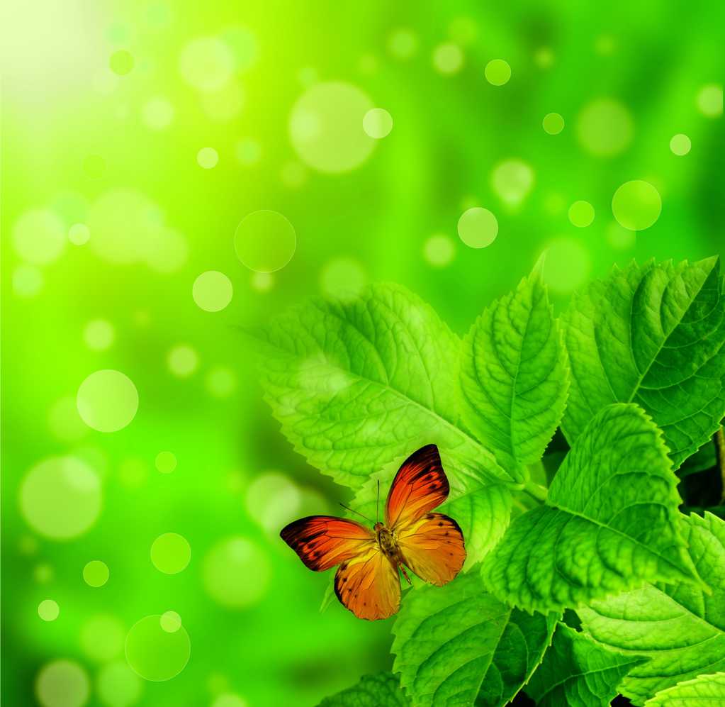 高清绿叶蝴蝶图片