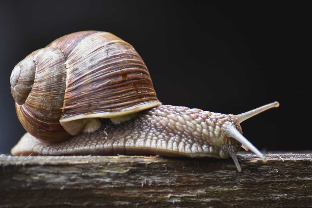 法国蜗牛真实图片
