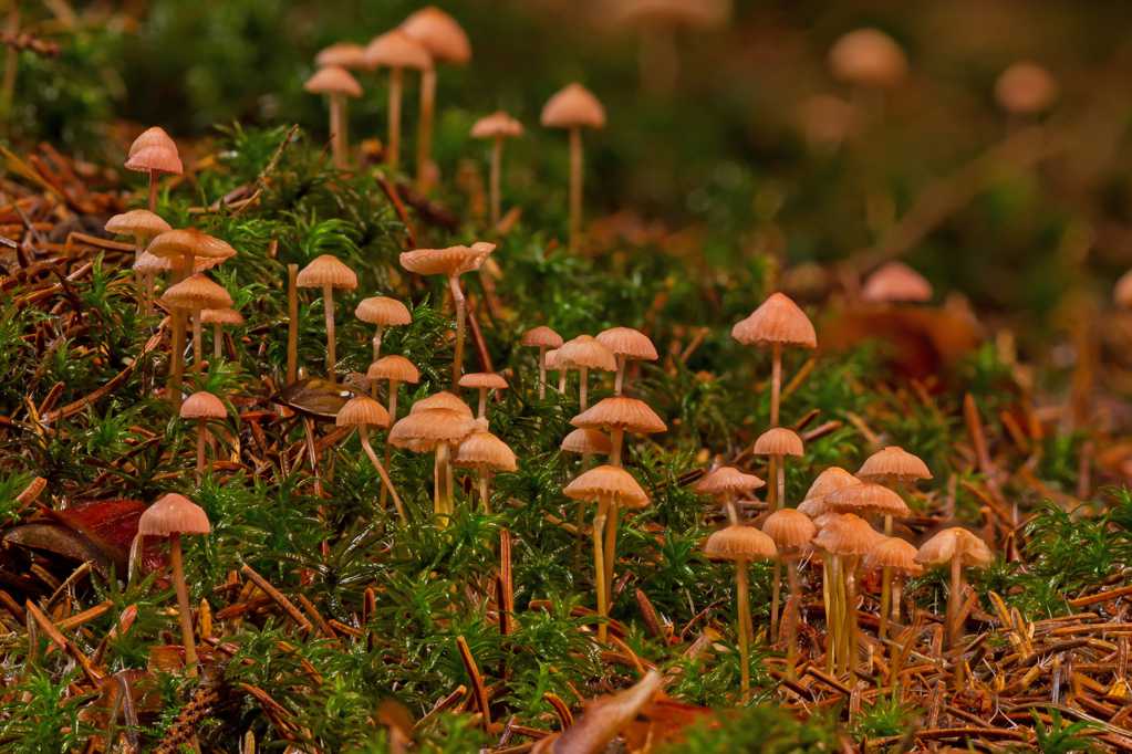 丛林中的小蘑菇图片