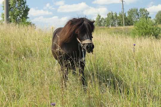 草丛里的棕色马匹图片