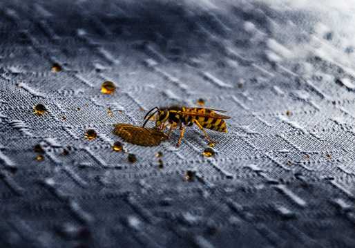 吃蜂蜜的大黄蜂图片