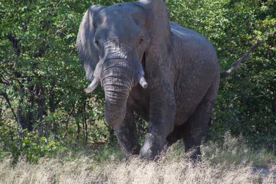 行走的非洲大象图片