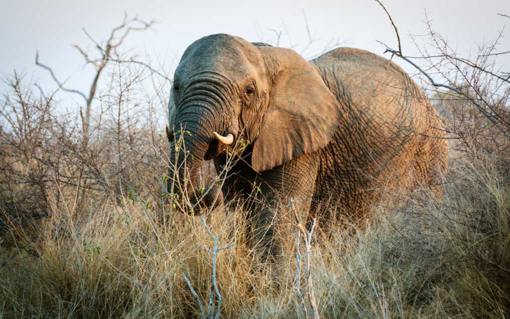 非洲原野上漫步的大象图片