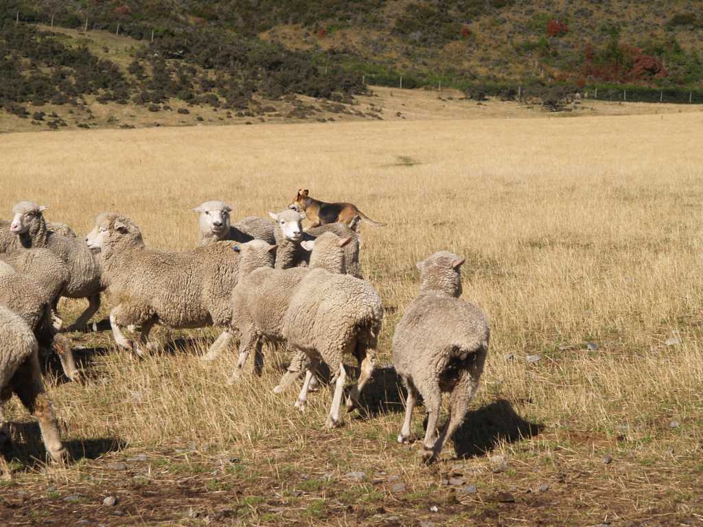 牧区的绵羊图片